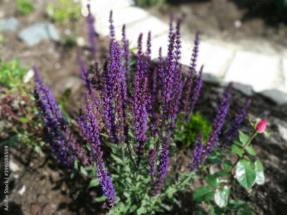 Obraz premium very beautiful Salvia nemorosa Caradonna with purple delicate flowers on the background of a stony flower bed with coniferous plants and a round garden concrete path. Flower Wallpaper