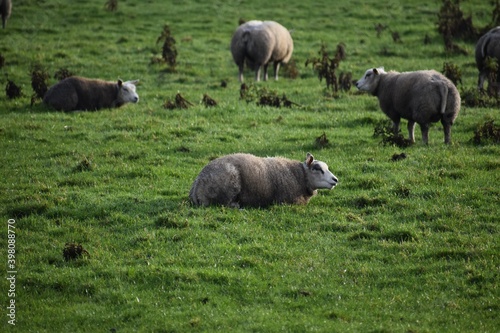 herd of sheep