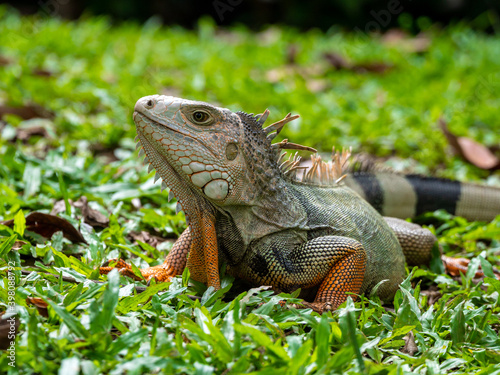 Green Iguana (Iguana Iguana) Large Herbivorous Lizard Staring on the Grass in Medellin, Colombia