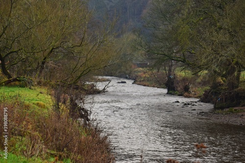 river in the forest