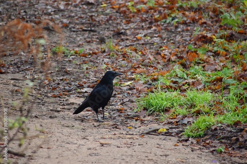 crow on the ground