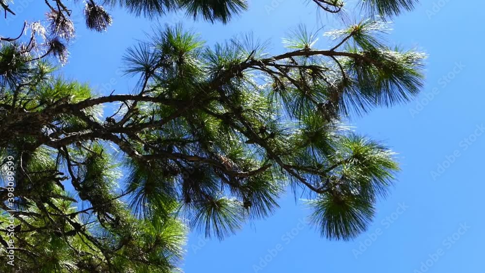 Fluffy green branch of cedar tree swaying in the wind. 4K footage Fluffy green branch of cedar tree swaying in the wind. 4K footage