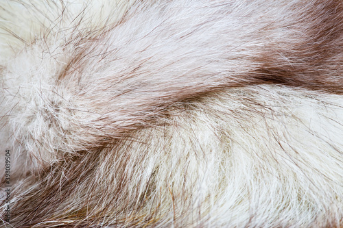 Brown and white animal fur textured background with copy space, close-up
