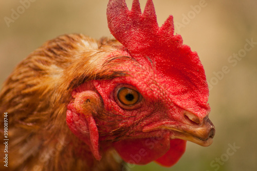 Chicken with broken beak