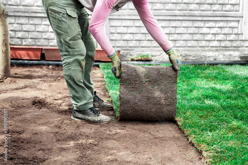 gardener is coating soil with rolls of a lawn © Angelika Smile