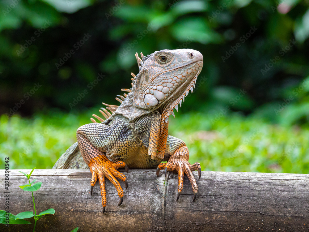 Obraz premium Green Iguana (Iguana Iguana) Large Herbivorous Lizard Standing on the Wooden in the Garden in Medellin, Colombia