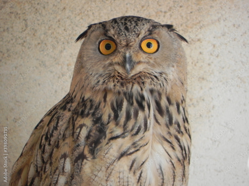 Fototapeta premium Gufo reale