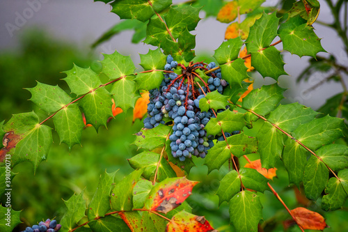 Close up of the blue berries of the Oregon Grape photo