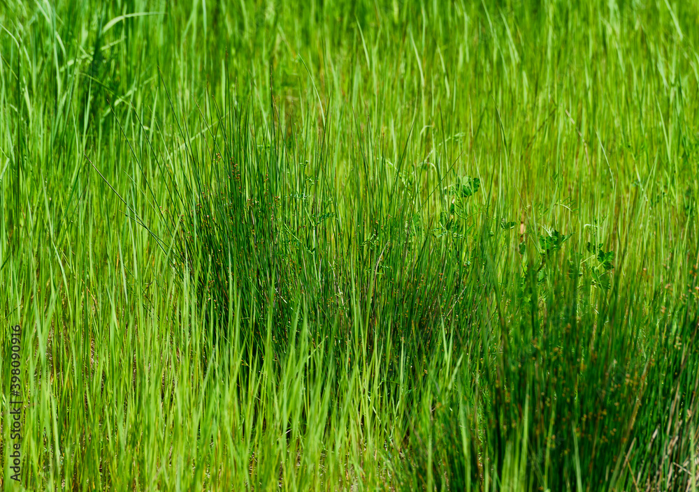 Two shades of green in wild grass Two shades of green in wild grass