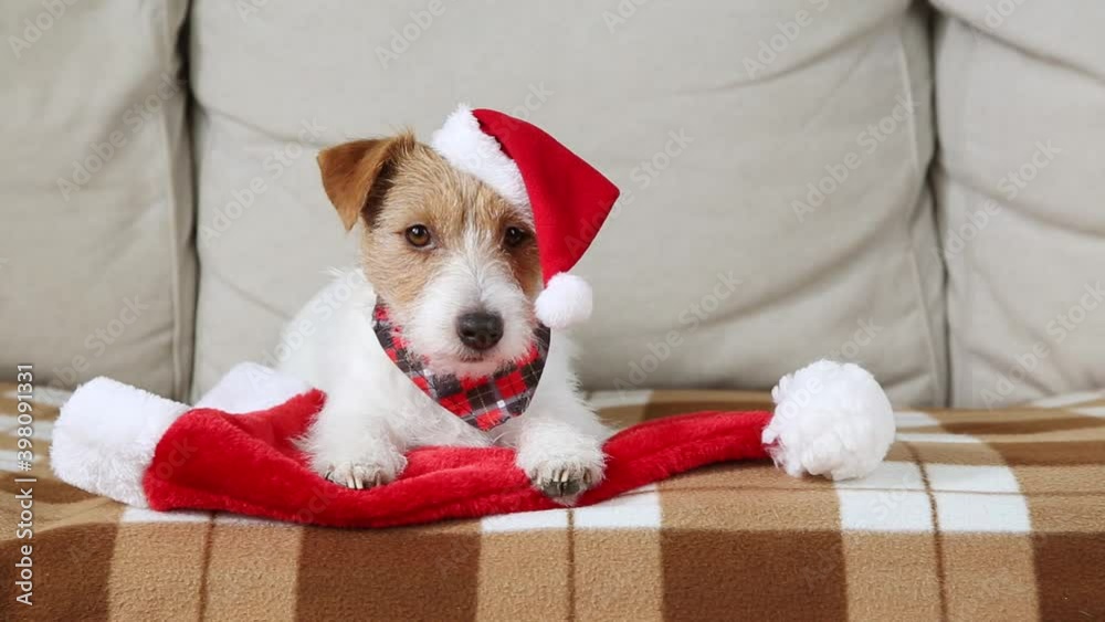 Cute funny happy santa christmas jack russell terrier pet dog puppy listening and licking mouth on the sofa. 