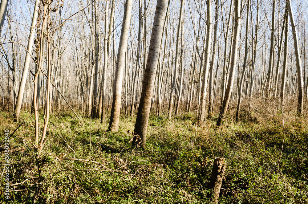 Forest on the bank of the river Danube in Petrovaradin near Novi Sad in the winter. Forest on the bank of the river Danube in Petrovaradin near Novi Sad in the winter.