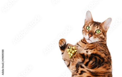 Adorable green-eyed, spotted bengal cat lying on white background with gift looking at camera, isolated. Giving gifts concept. Copy space.