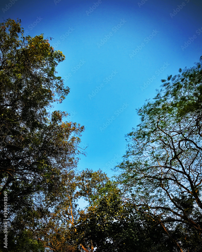 trees and sky trees and sky