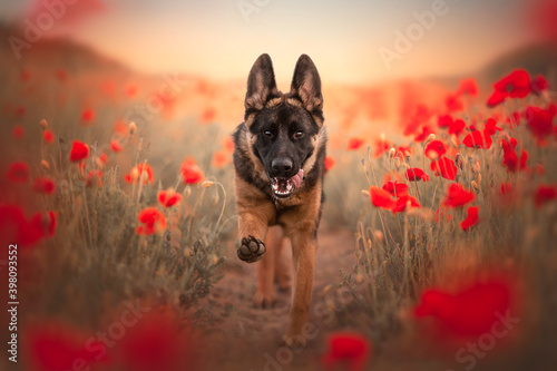 Fotografie german shepherd puppy running in a poppy field, summertime, golden sunset, golde