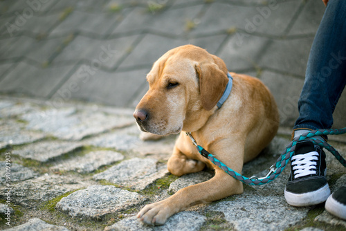 dog on a walk, with a blue leash next to the owner
