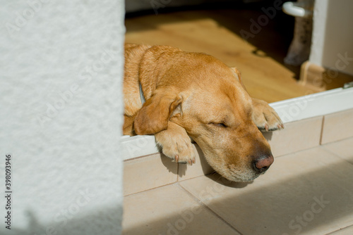 the bright dog is resting on the balcony, basking in the sun
