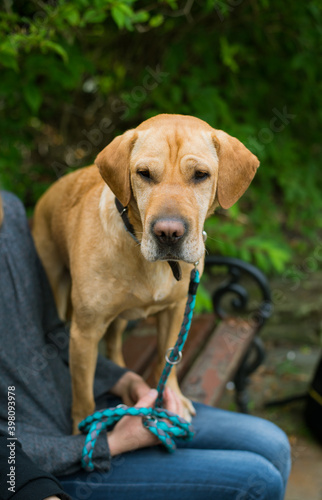 dog on a walk, with a blue leash next to the owner
