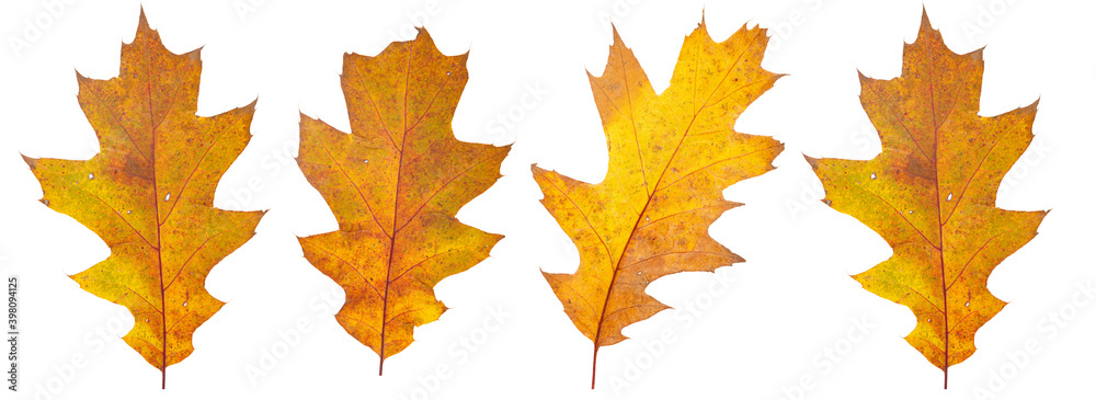 Set of autumn leaves isolated on white background. High resolution. Set of autumn leaves isolated on white background. High resolution.