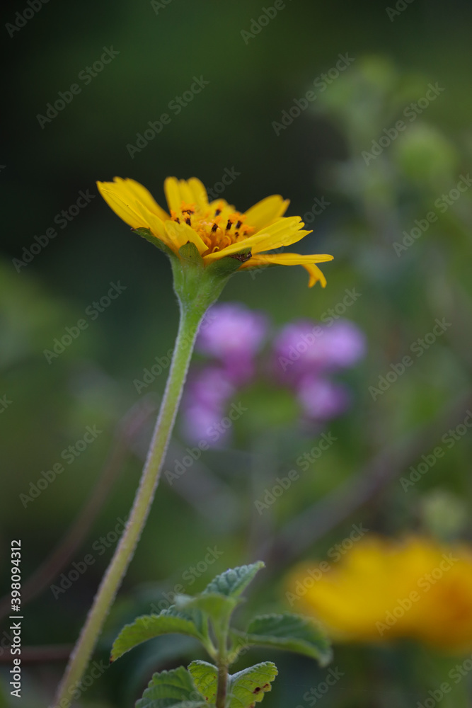 yellow  flower