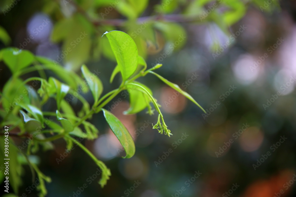 Drooping buds of jasmine in backlight with bokeh effect Drooping buds of jasmine in backlight with bokeh effect