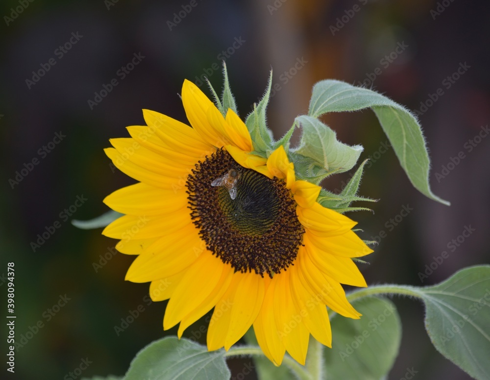 Naklejka premium Honey Bee on Beautiful Sunflower