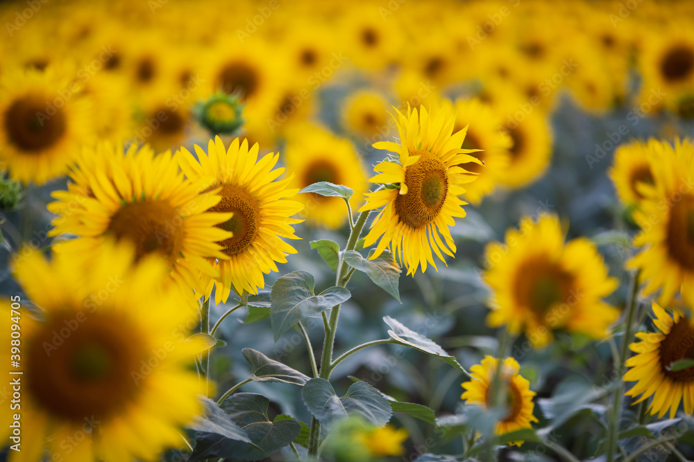 field of sunflowers at the sunset, one turned different from the others, be different, summertime, hot