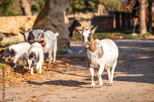 Goats at animal farm