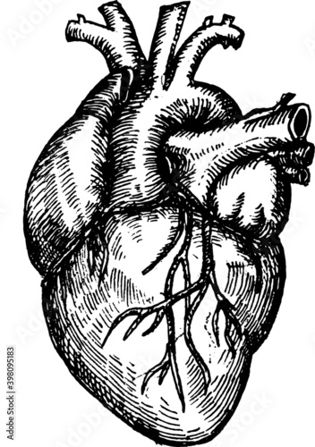 Monochromatic black and white sketchy illustration of an anatomical human heart with arteries and veins