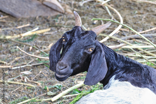 The black goat tilted its neck and looked at the noise from behind.