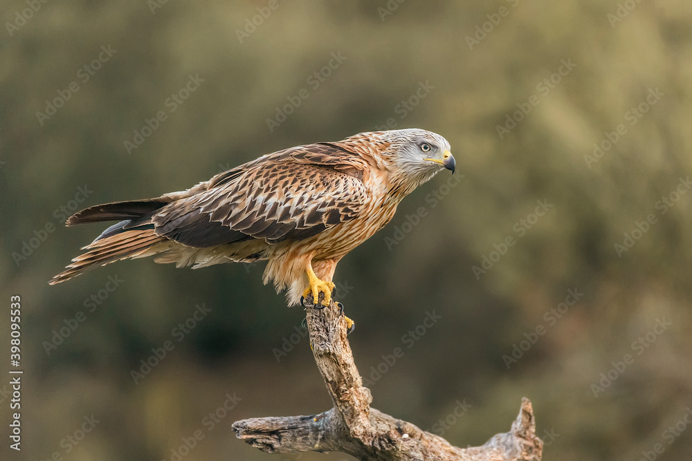 Obraz premium red kite perched on a branch