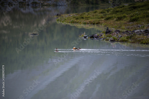 colorful duck with little ducklings swimming in the lake Akkem with