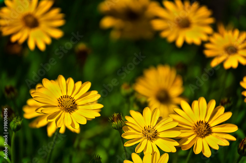 Close up of a bed of yellow Asters © Dee