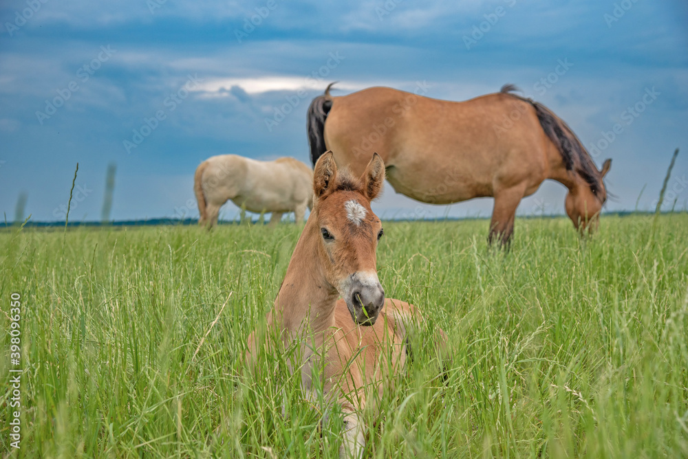 A young foal lies in the grass in the field, horses graze behind. A young foal lies in the grass in the field, horses graze behind.