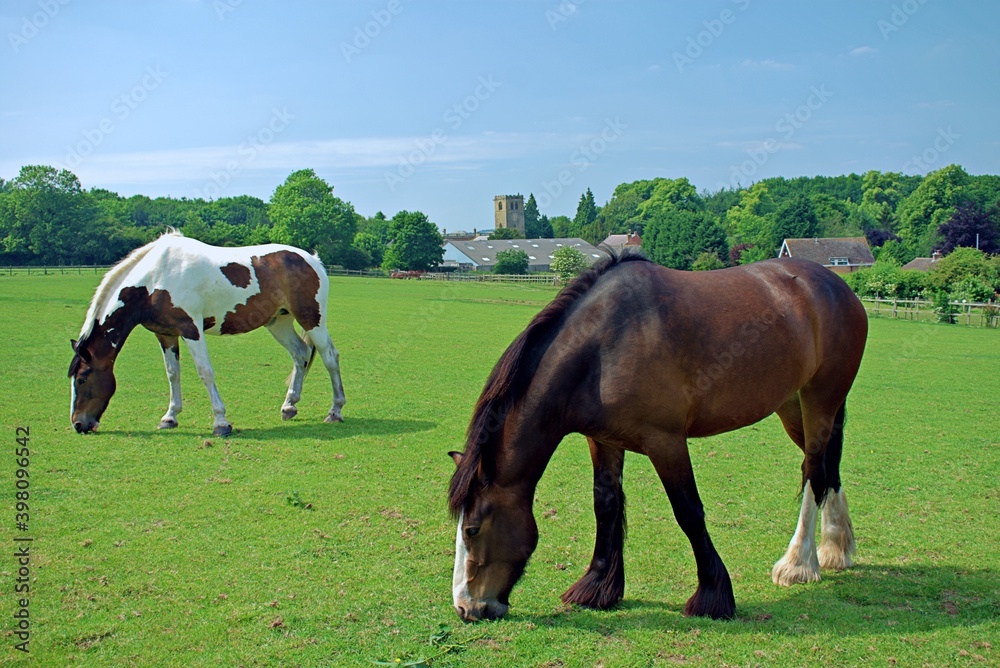 Obraz premium Horses in Field grazing on a Sunny Day