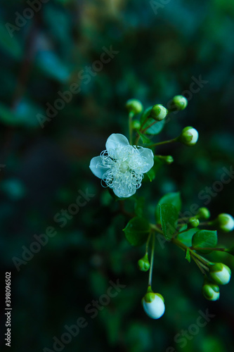 Flor de Arrayán, pequeño árbol 