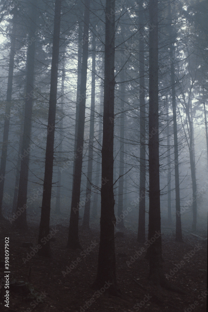 Fototapeta Nebel im Wald