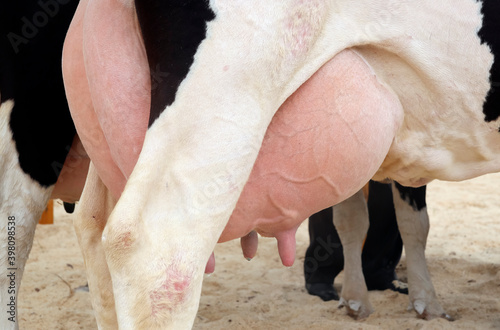 фотографія Close-up of a cow's udder, nipples with milk close-up.