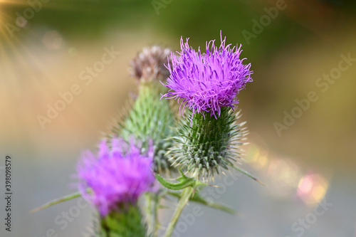 Beautiful thistle flowering plant in close-up with soft bokeh background.