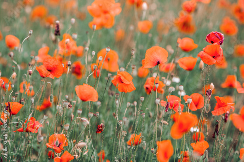 Field of poppies in summertime, shallow depth of field, red flowers