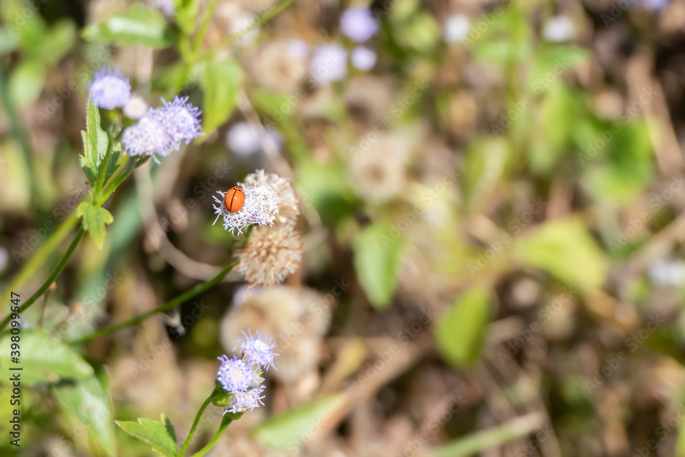 Ladybugs on flowers in the garden. Ladybugs on flowers in the garden.
