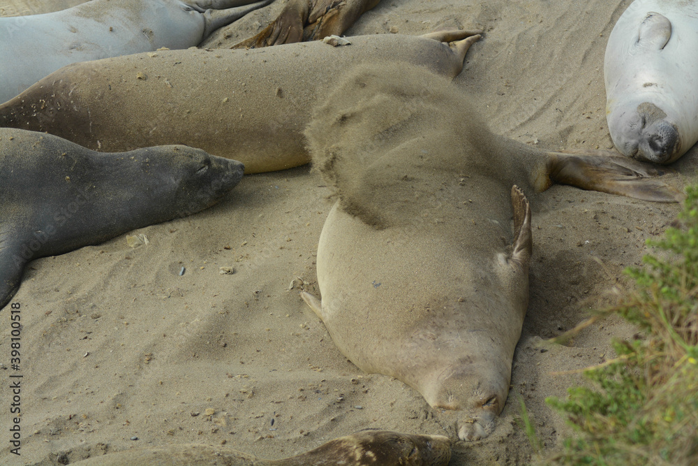 Naklejka premium Leone Marino sulle spiagge della california che solleva la sabbia