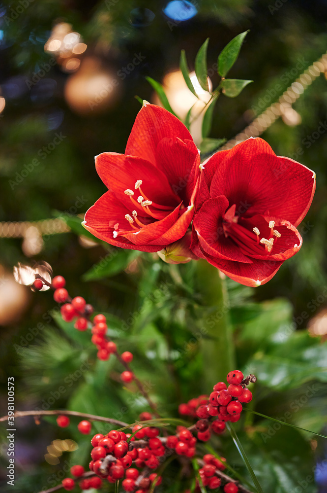 Bouquet of red Amaryllis (Amaryllidaceae), plant genus St. Joseph's lilies (Hippeastrum), in front of unfocussed lamps. Bouquet of red Amaryllis (Amaryllidaceae), plant genus St. Joseph's lilies (Hippeastrum), in front of unfocussed lamps.