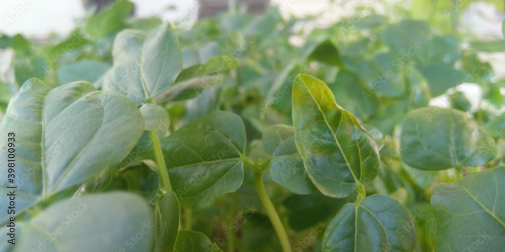 Obraz premium close up of microgreens leaf