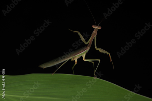 Green Praying Mantis on Black Background photo