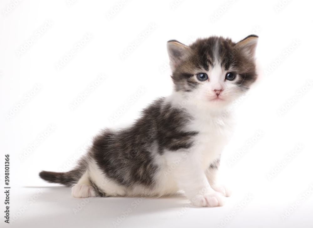 Cute Expressive Kitten Isolated on a White Background