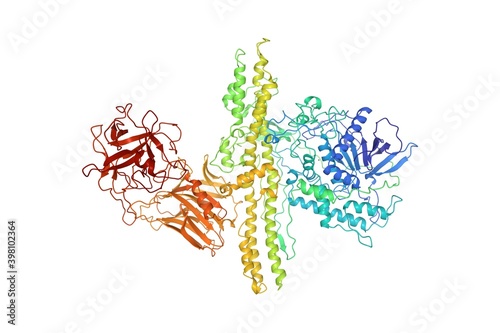 Structure of botulinum neurotoxin serotype A, 3D cartoon model isolated, white background photo