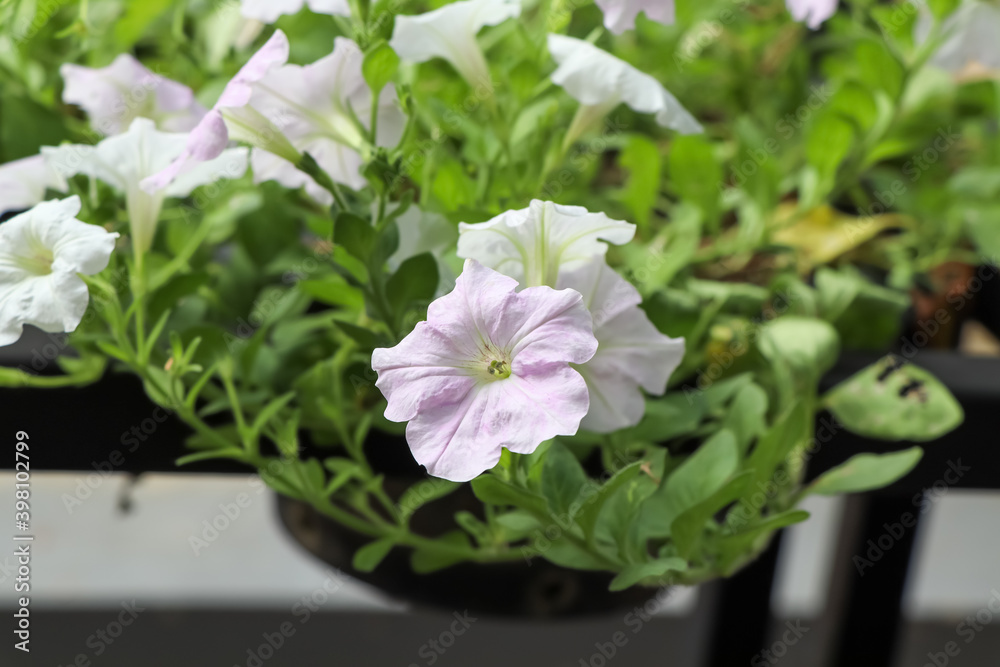 Petunia hybrida Vilm flower are blooming in the garden Petunia hybrida Vilm flower are blooming in the garden
