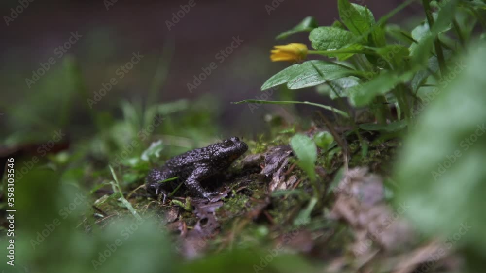 Bombina variegata in a forest after rain. The yellow-bellied toad (Bombina variegata) belongs to the order Anura, the archaeobatrachial family Bombinatoridae, and the genus of fire-bellied toads. Bombina variegata in a forest after rain. The yellow-bellied toad (Bombina variegata) belongs to the order Anura, the archaeobatrachial family Bombinatoridae, and the genus of fire-bellied toads.