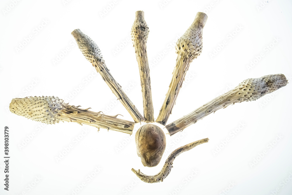 Obraz premium decorative and creative business ideas and designs from dead branches in nature