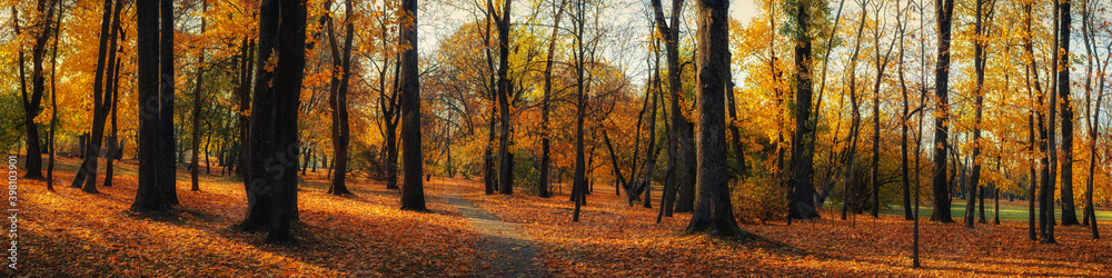 bright colors of October. wide panoramic view of a deserted autumn city park with a lawn under fallen leaves and a pedestrian path between tall trees